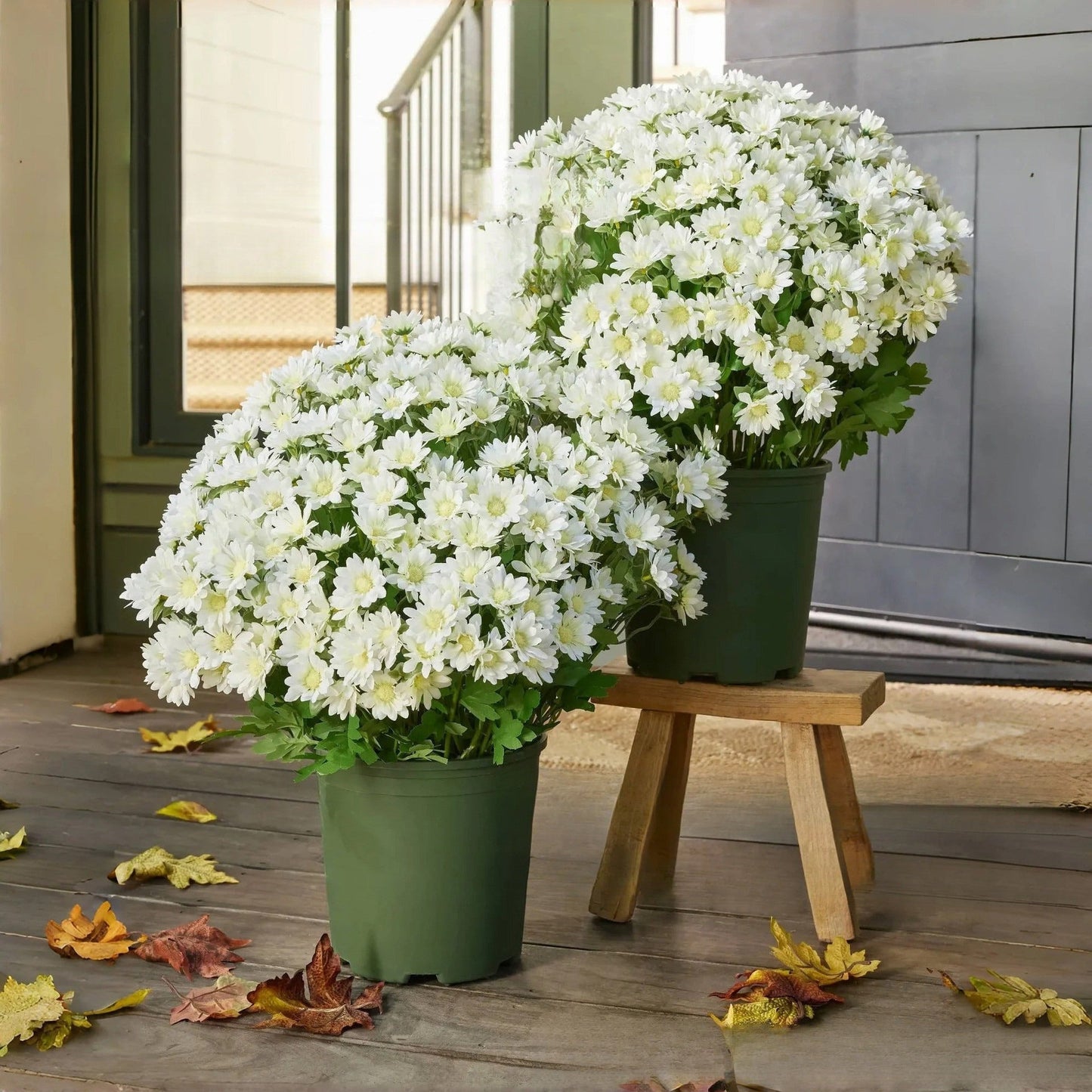 ๐ Flash Sale โก Artificial Outdoor Sunset Mums Flowers ๐ป- UV resistant, Waterproof, Windproof ๐ง